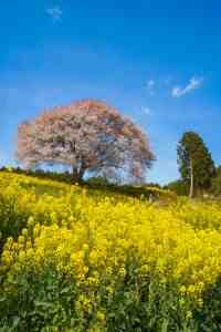 武雄　馬場の山桜②